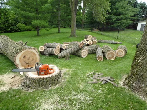A pile of wood sitting in the grass next to a tree.