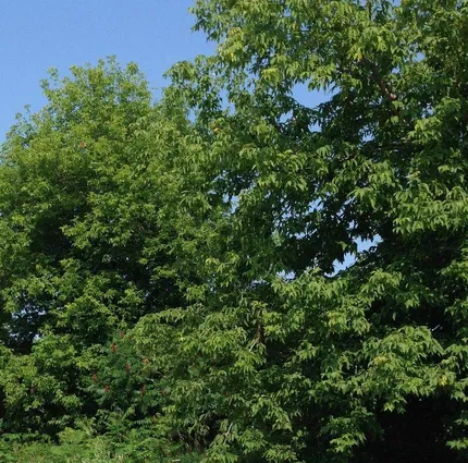 A tree with green leaves in the foreground.